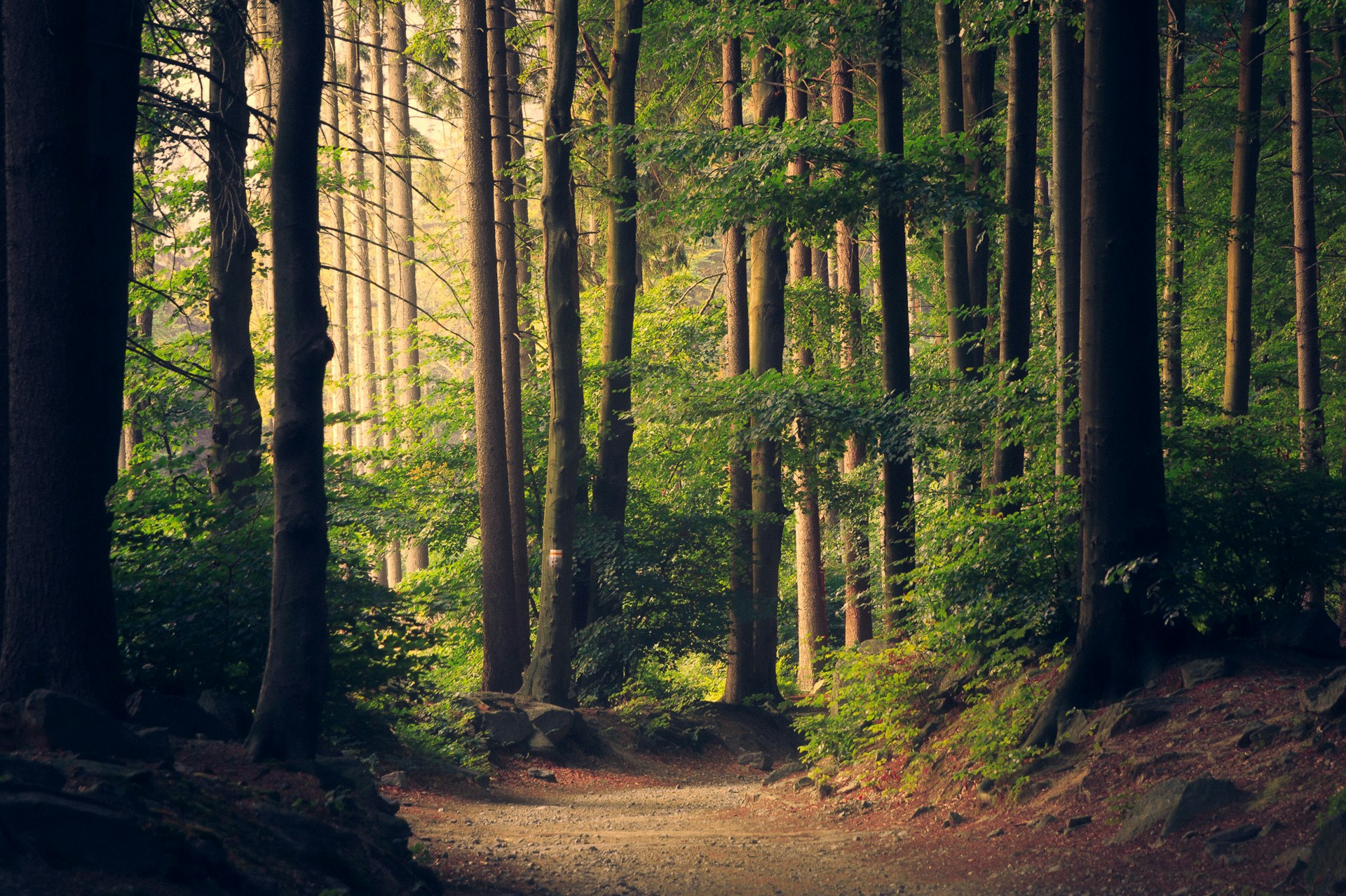 A path into the trees, Olympic Peninsula
