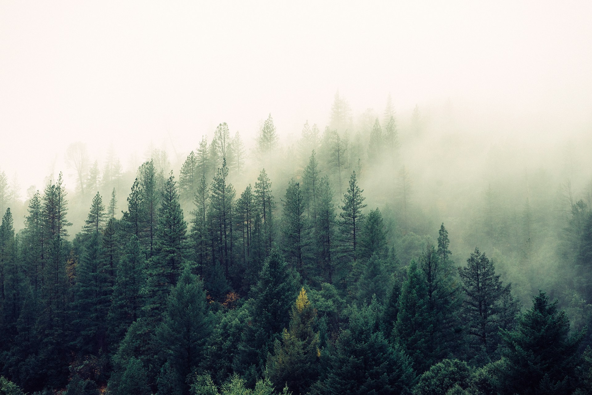 Into the firs, Cascade Range